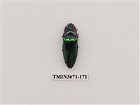 藏品(叩頭蟲(2))的圖片